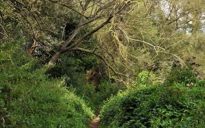 natura, drzewa