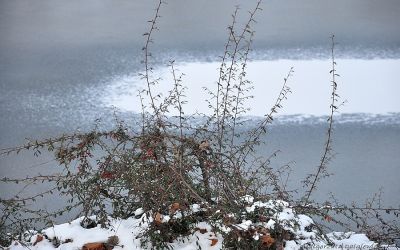 Natura